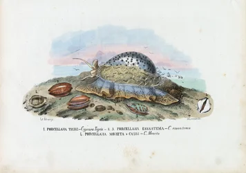 Muscheln, 1863-79